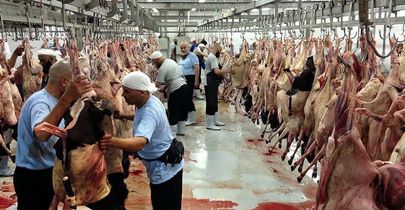 چرا گوشت های قربانی به کشور بازنگشت؟