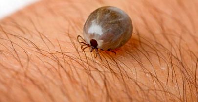 تب کریمه کنگو چگونه می‌تواند مرگ‌آور شود؟