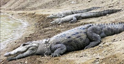 گاندو دست مرد بلوچ را جوید + عکس