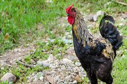 یک زن سالخورده توسط خروس خود کشته شد