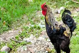 یک زن سالخورده توسط خروس خود کشته شد
