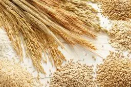 یک میلیون تن شن پشت ماجرای سبوس