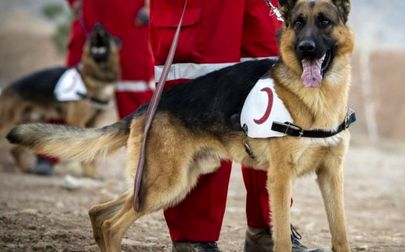 سگ‌های زنده‌یاب در جست‌وجوی کودک ۲ ساله گمشده