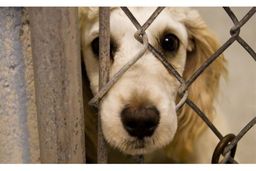 حیوان آزاری ریشه در آموزش نامناسب دارد