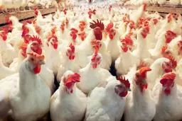 راز هولناک ۱۰ هزار لاشه مرغ در دامغان