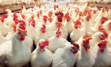 راز هولناک ۱۰ هزار لاشه مرغ در دامغان