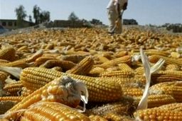 ضرب‌الاجل احیای ارزهای سوخت‌شده