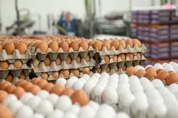 ایرانی ها سالی چند عدد تخم‌مرغ مصرف می‌کنند؟