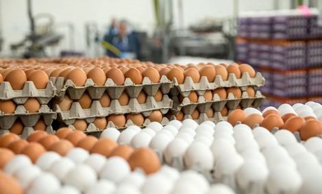 ایرانی ها سالی چند عدد تخم‌مرغ مصرف می‌کنند؟