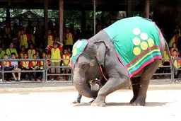 تصاویری دردناک از کشتن فیلی که مربیش را کشت + فیلم