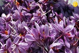 بازار زعفران از دست ایران خارج شد!