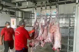 خبر بد برای بازار گوشت /توقف عرضه کنجاله سویا در سامانه بازارگاه