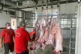 خبر بد برای بازار گوشت /توقف عرضه کنجاله سویا در سامانه بازارگاه