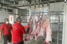 خبر بد برای بازار گوشت /توقف عرضه کنجاله سویا در سامانه بازارگاه