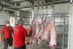 خبر بد برای بازار گوشت /توقف عرضه کنجاله سویا در سامانه بازارگاه