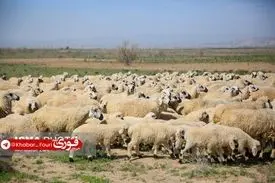 سرانه مصرف گوشت قرمز پایین‌تر از استاندارد جهانی