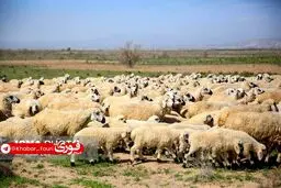سرانه مصرف گوشت قرمز پایین‌تر از استاندارد جهانی