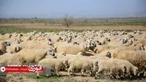 سرانه مصرف گوشت قرمز پایین‌تر از استاندارد جهانی