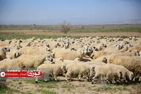 سرانه مصرف گوشت قرمز پایین‌تر از استاندارد جهانی