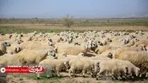 سرانه مصرف گوشت قرمز پایین‌تر از استاندارد جهانی
