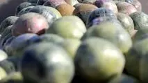  کشف یک تُن انواع مواد مخدر در یزد و دستگیری ۱۴ قاچاقچی