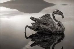 دریاچه ناترون، دریاچه ای که حیوانات در آن به سنگ تبدیل می شوند!