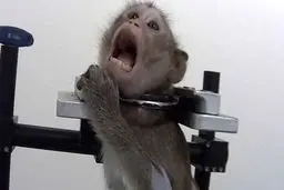 درزِ تصاویر دلخراش از یک مرکز آزمایشی در آلمان