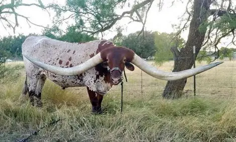 رکوردشکنی عجیب یک گاو در گینس + تصاویر