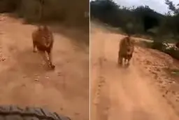 لحظه وحشتناک حمله شیر به گردشگران + فیلم