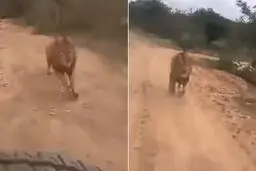 لحظه وحشتناک حمله شیر به گردشگران + فیلم