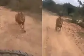 لحظه وحشتناک حمله شیر به گردشگران + فیلم
