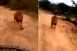 لحظه وحشتناک حمله شیر به گردشگران + فیلم