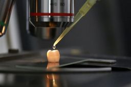 بازسازی دندان‌ها با استفاده از سلولهای بنیادی ممکن می‌شود