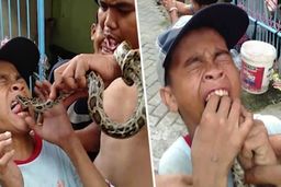 شوخی نوجوان اندونزیایی با مار پیتون کار دستش داد! + فیلم