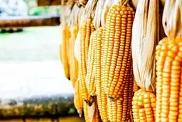 پشت پرده جنجال ذرت‌های آلوده