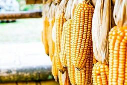 پشت پرده جنجال ذرت‌های آلوده