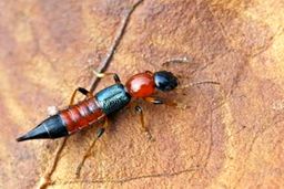 حشره‌ای موذی که بلای وحشتناکی بر سر پوستتان می‌آورد + تصاویر