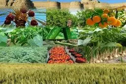 اصلاح قیمت بنزین تاثیری بر بخش کشاورزی ندارد