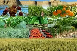 اصلاح قیمت بنزین تاثیری بر بخش کشاورزی ندارد