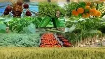 اصلاح قیمت بنزین تاثیری بر بخش کشاورزی ندارد
