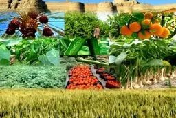 اصلاح قیمت بنزین تاثیری بر بخش کشاورزی ندارد