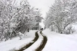 از سرمازدگی تا سقوط درختان؛ برای کاهش خسارات بارش برف چه کار کنیم؟