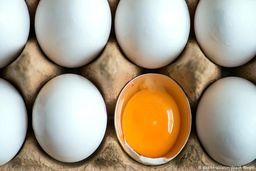 مدیرعامل اتحادیه مرغداران تخم‌گذار: اصلاح نرخ بنزین تاثیری بر قیمت تخم‌مرغ ندارد