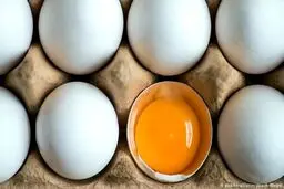 مدیرعامل اتحادیه مرغداران تخم‌گذار: اصلاح نرخ بنزین تاثیری بر قیمت تخم‌مرغ ندارد