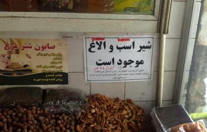 هشدار‌هایی که درباره مصرف شیر الاغ باید جدی بگیرید/ سلامت شیر‌های الاغ موجود در بازار مورد تایید است؟