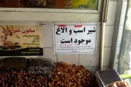 هشدار‌هایی که درباره مصرف شیر الاغ باید جدی بگیرید/ سلامت شیر‌های الاغ موجود در بازار مورد تایید است؟