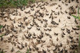 هجوم اصلی ملخ‌های صحرایی از اواسط بهمن/ سطح مبارزه به یک میلیون هکتار می‌رسد