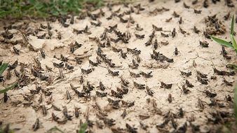 هجوم اصلی ملخ‌های صحرایی از اواسط بهمن/ سطح مبارزه به یک میلیون هکتار می‌رسد