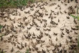 هجوم اصلی ملخ‌های صحرایی از اواسط بهمن/ سطح مبارزه به یک میلیون هکتار می‌رسد
