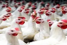 دامپزشکی گلستان: مردم از خرید طیور زنده خودداری کنندر